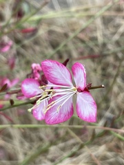 Oenothera lindheimeri