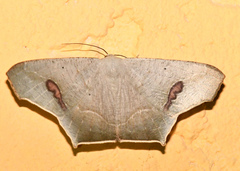 Euclysia columbipennis