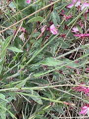 Oenothera lindheimeri