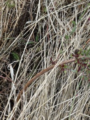 Oenothera lindheimeri