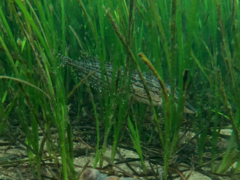 Heterostichus rostratus