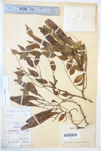 Dalbergia hirticalyx