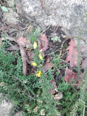 Ulex minor
