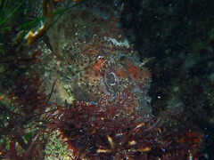 Scorpaena guttata