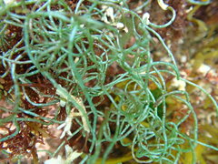 Chaetomorpha linum