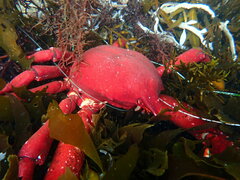 Taliepus nuttallii