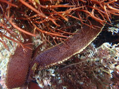 Chondracanthus spinosus