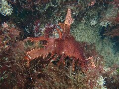 Chondracanthus spinosus
