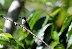 Heliomaster longirostris