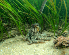 Heterostichus rostratus