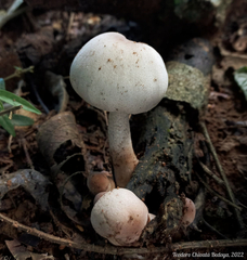 Leucoagaricus