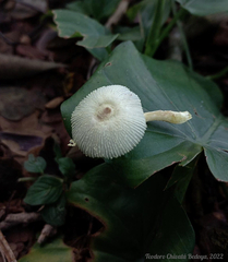 Leucocoprinus