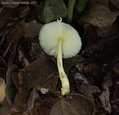 Leucocoprinus