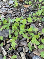 Geranium carolinianum