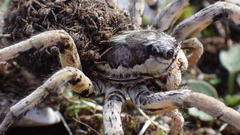 Lycosa hispanica