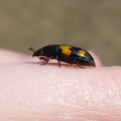 Glischrochilus fasciatus