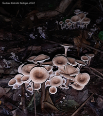 Trogia cantharelloides