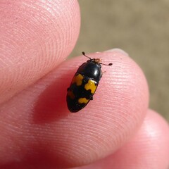 Glischrochilus fasciatus