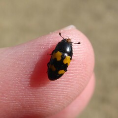 Glischrochilus fasciatus