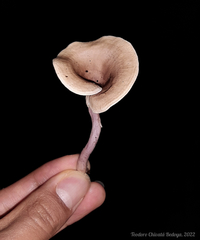 Trogia cantharelloides