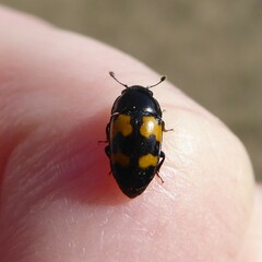 Glischrochilus fasciatus