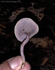 Trogia cantharelloides