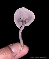 Trogia cantharelloides