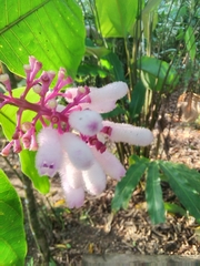 Palicourea lasiantha