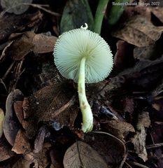 Leucocoprinus