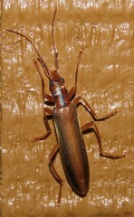 Thelyphassa lineata