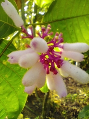 Palicourea lasiantha