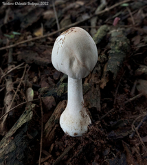 Leucoagaricus
