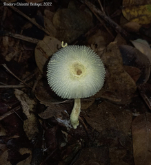 Leucocoprinus