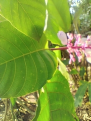 Palicourea lasiantha