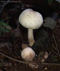 Leucoagaricus