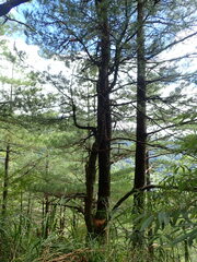 Pinus taiwanensis