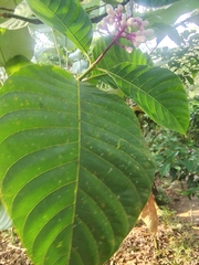Palicourea lasiantha
