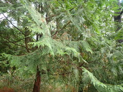 Chamaecyparis formosensis