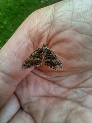 Austrocidaria similata