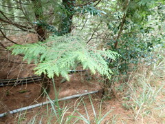 Chamaecyparis formosensis