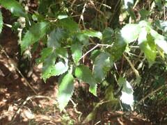 Quercus stenophylloides