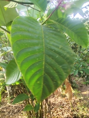 Palicourea lasiantha