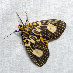 Asota plagiata