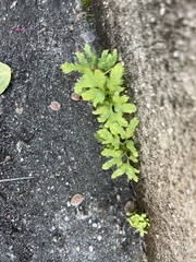 Lygodium japonicum