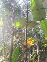 Palicourea lasiantha