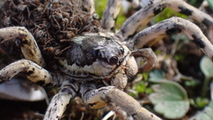 Lycosa hispanica