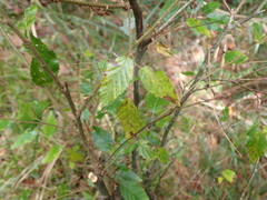 Carpinus kawakamii