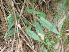 Rubus swinhoei