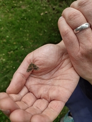 Austrocidaria similata