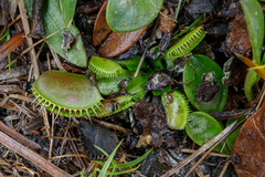 Dionaea muscipula